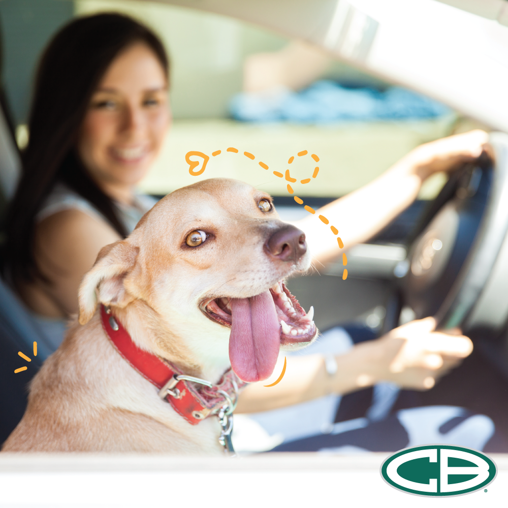 Top Tips to Keep Your Pets Safe in the Car