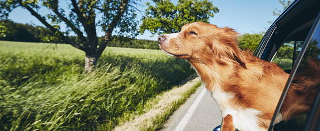 How to Take a Family Road Trip With Your Dog | Christian Brothers Automotive East Wichita