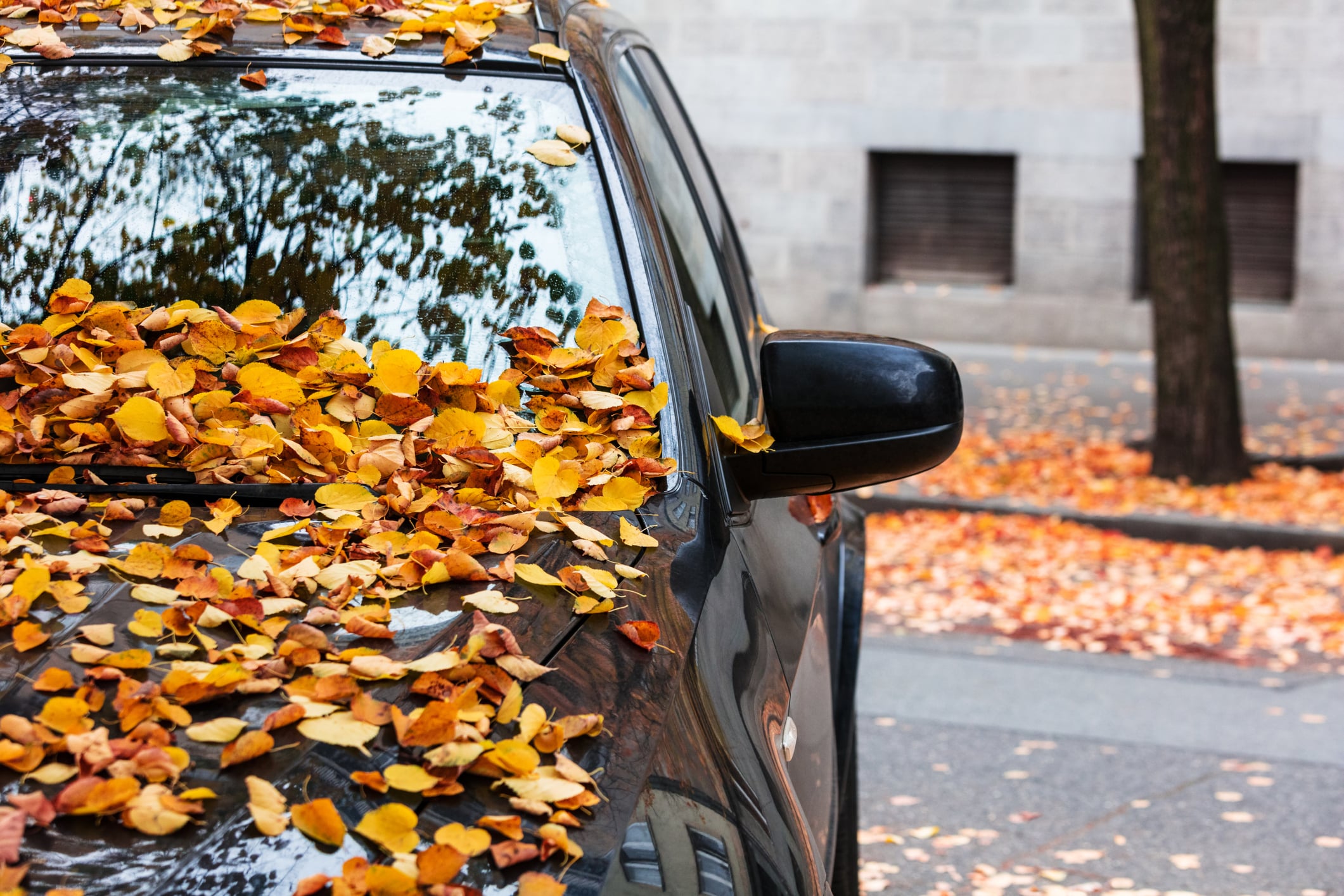 The Hidden Danger Lurking in Your Driveway This Fall